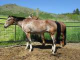red roan horse