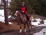 perky horse and rider
